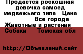 Продается роскошная девочка самоед медвежьего типа › Цена ­ 35 000 - Все города Животные и растения » Собаки   . Томская обл.